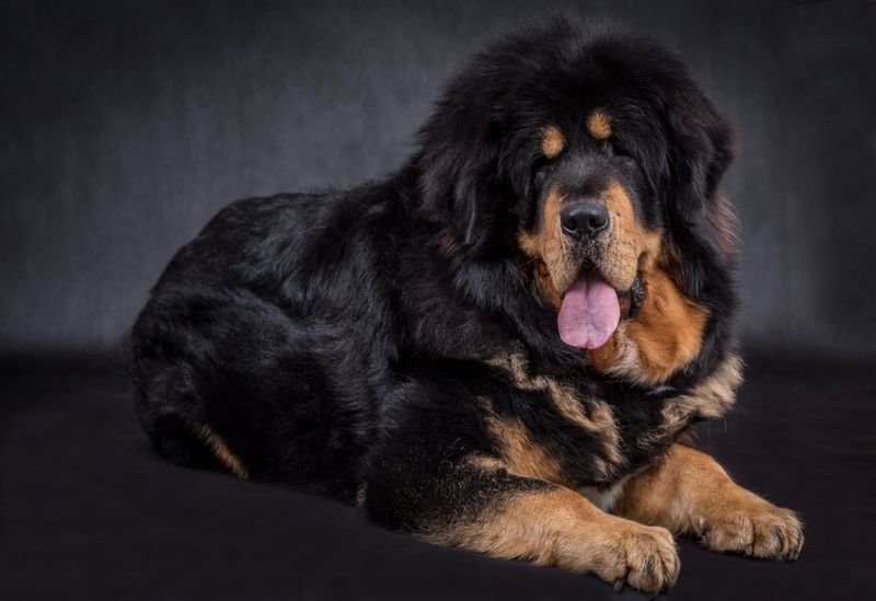 Tibetan Mastiff