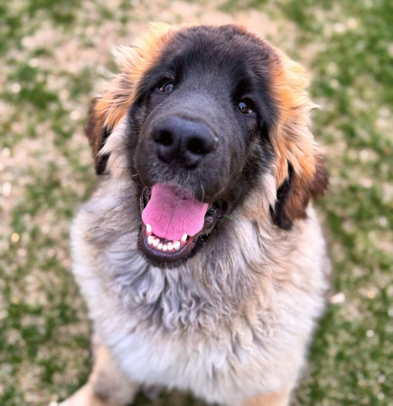 Leonberger