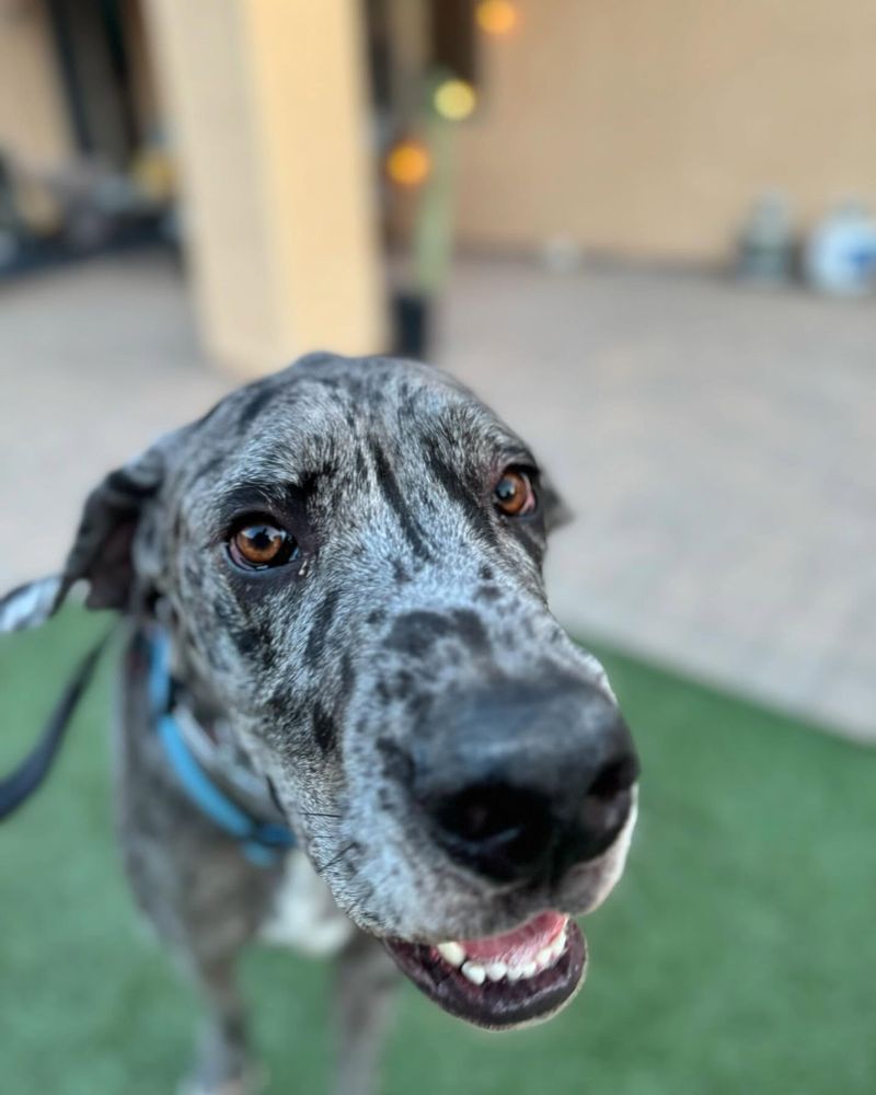 Great Dane