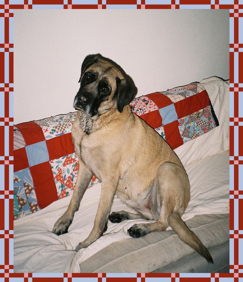 Mastiff