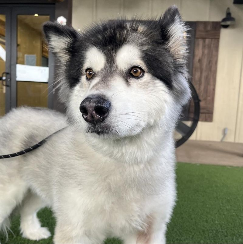 Alaskan Malamute