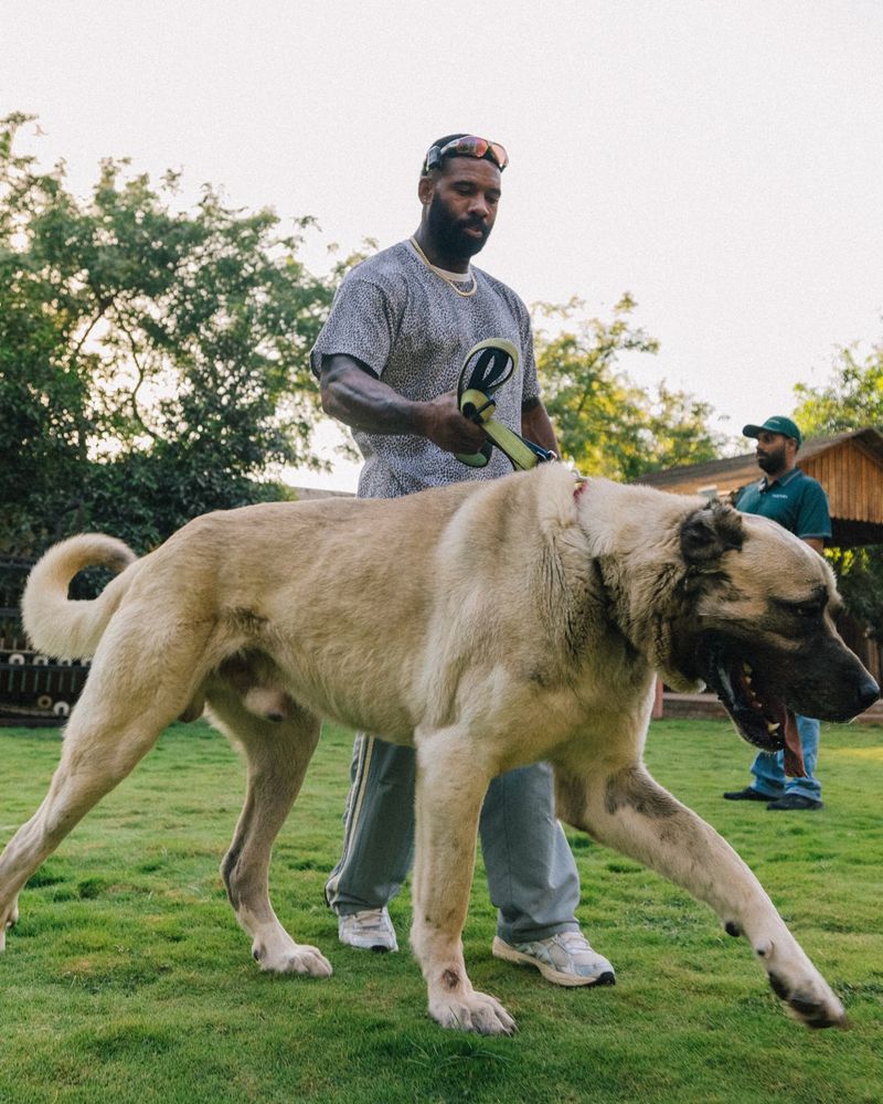 Kangal