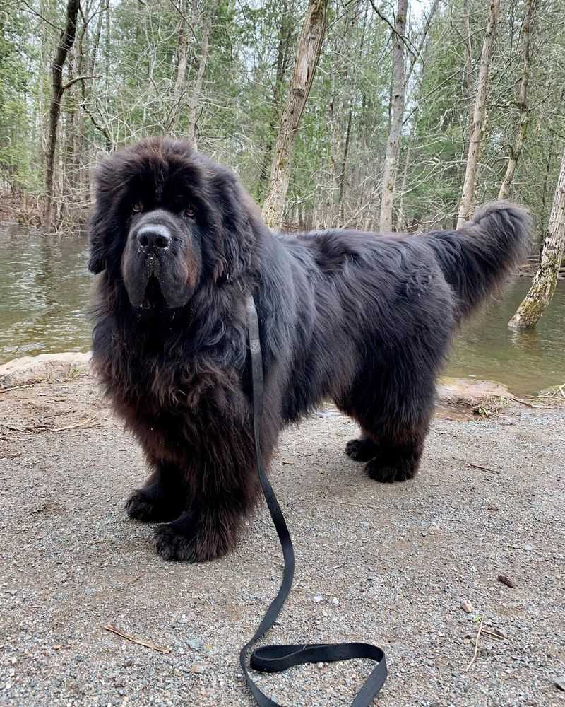 Newfoundland