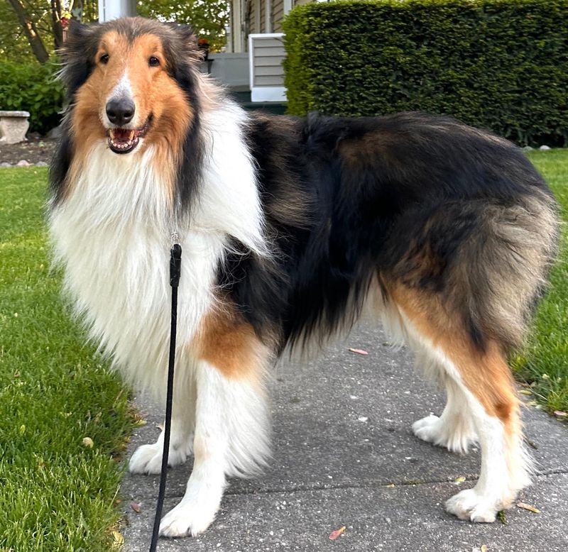 Collie