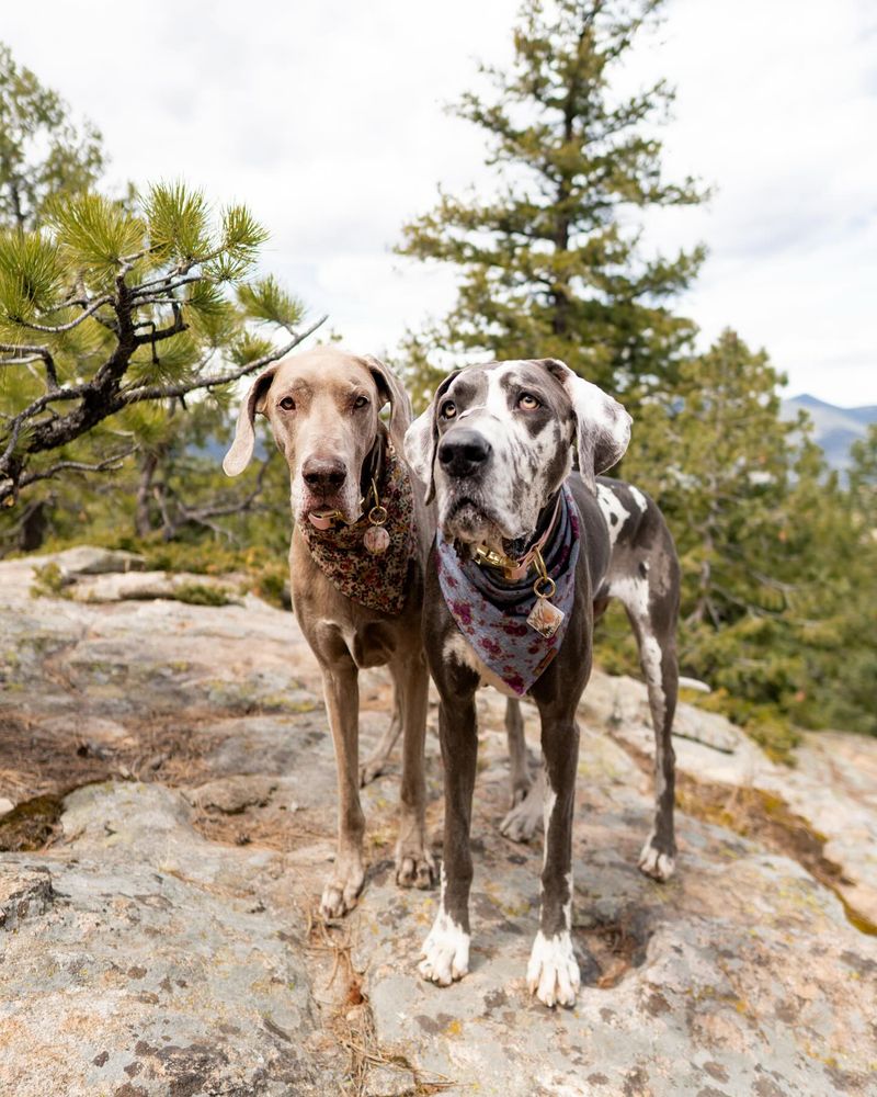 Great Dane