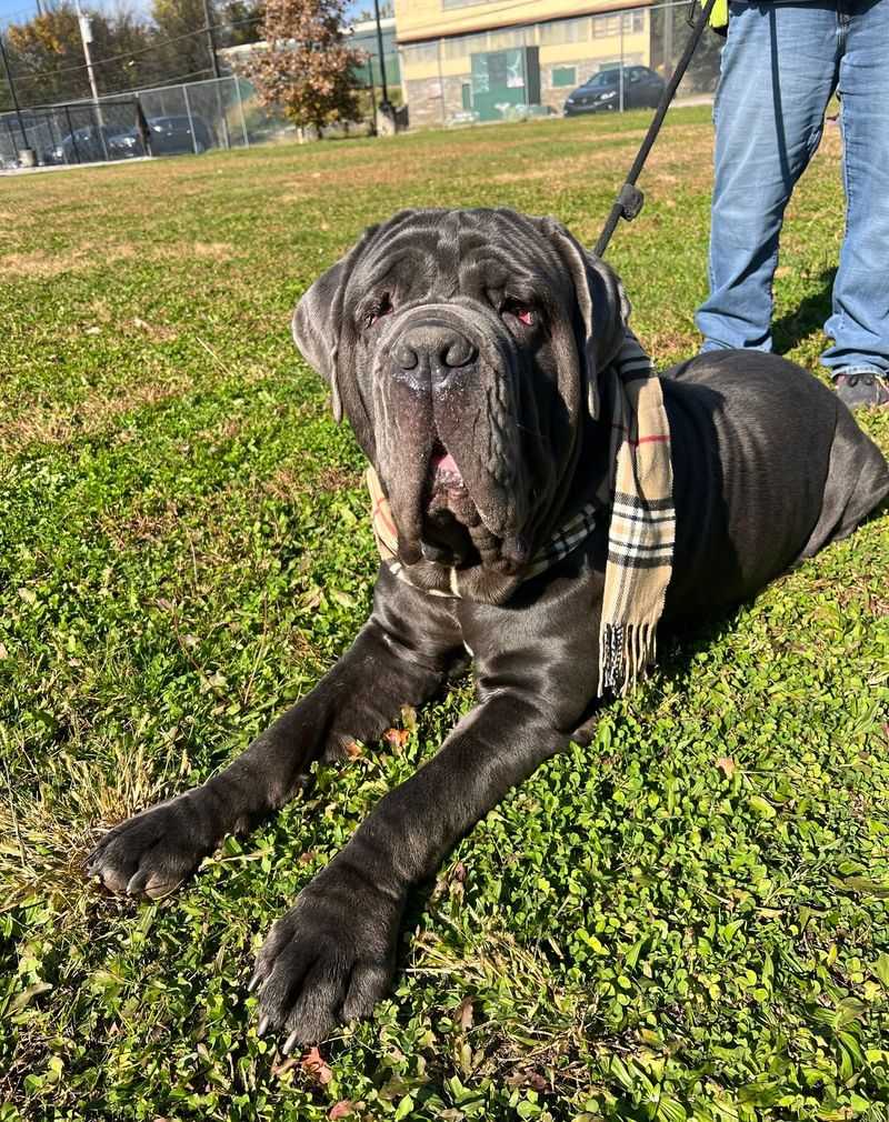 Mastiff