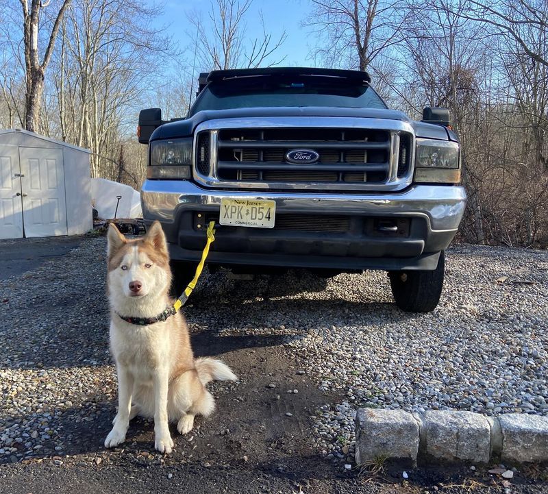 Siberian Husky