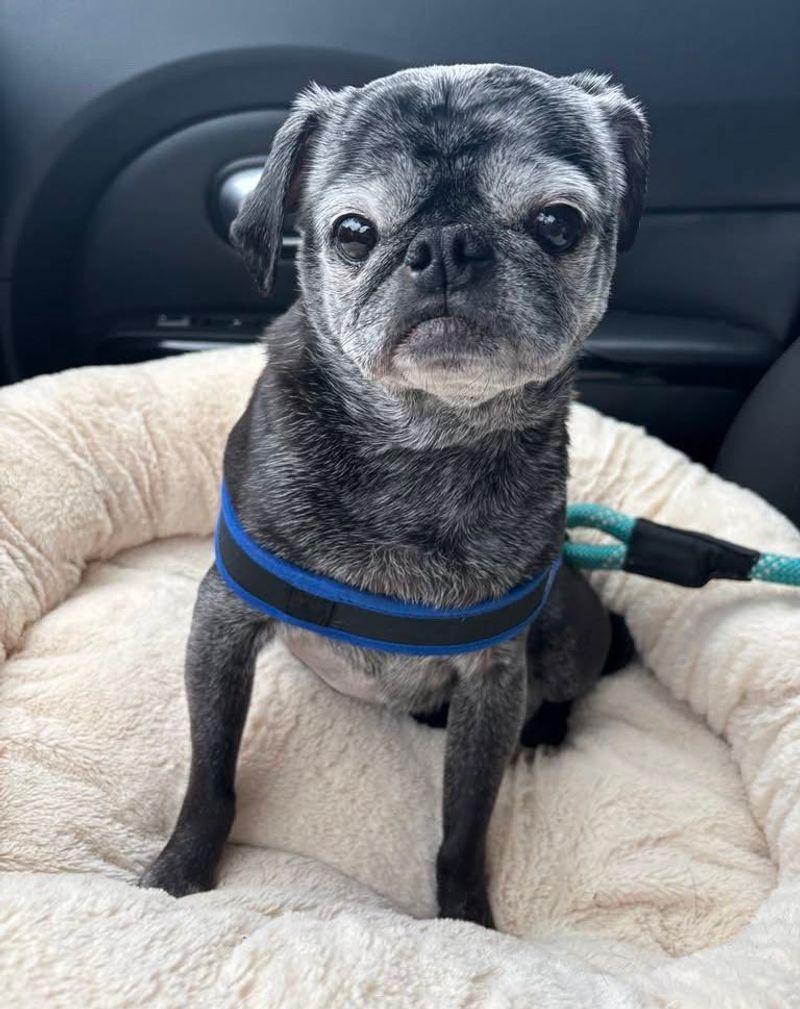 Pug