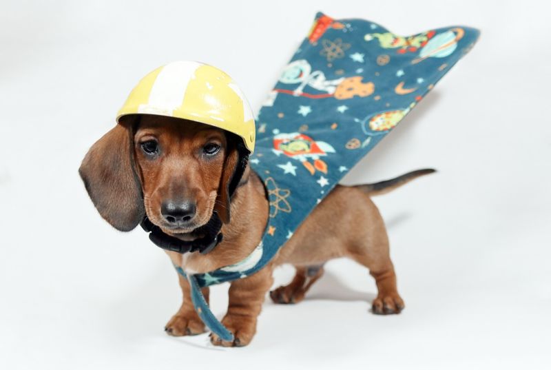 Dachshund
