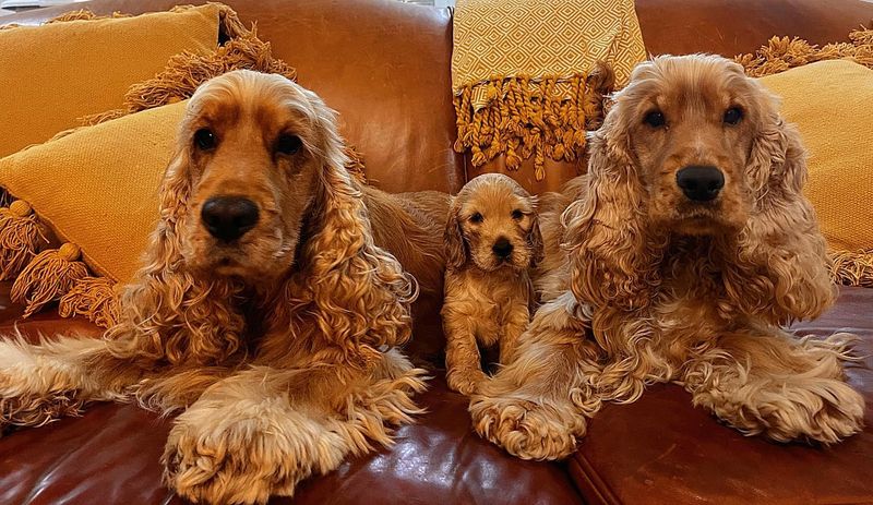 Cocker Spaniel