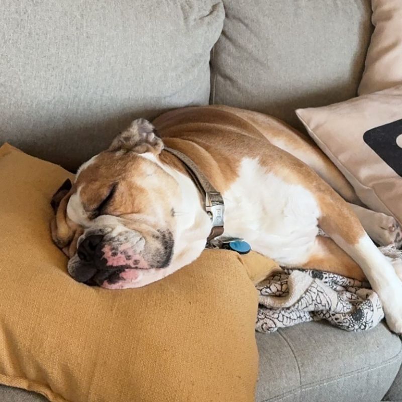 English Bulldog