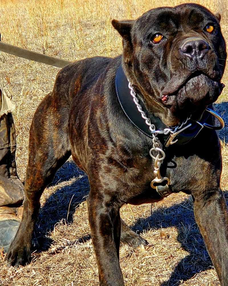 Cane Corso