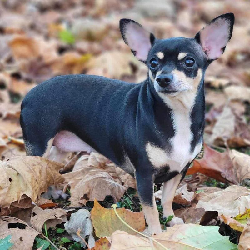 Chihuahua