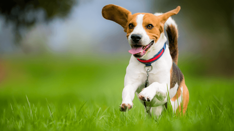 Beagle