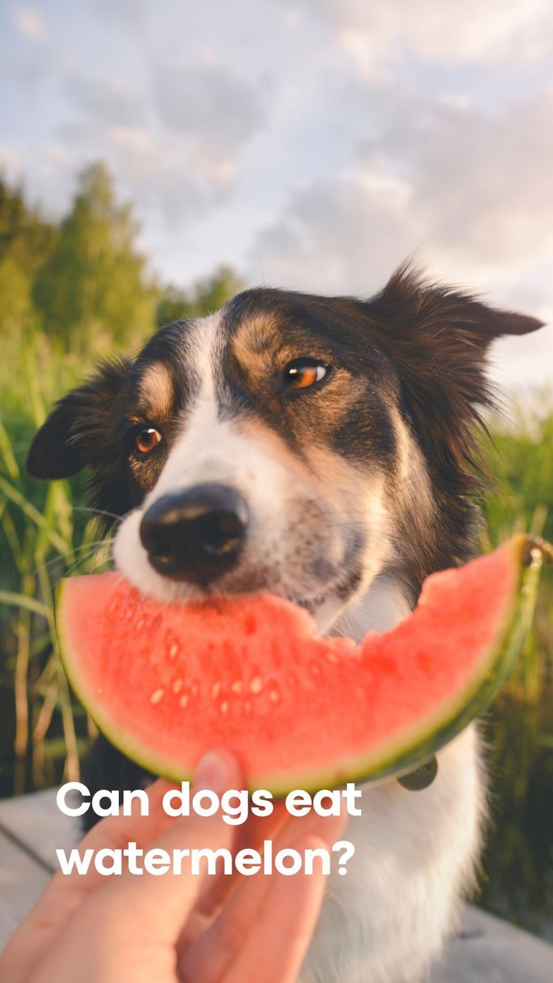Watermelon