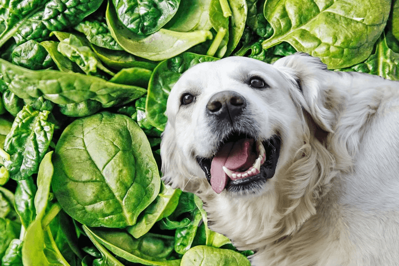 Spinach