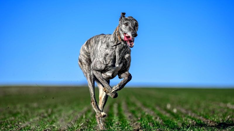 Greyhound