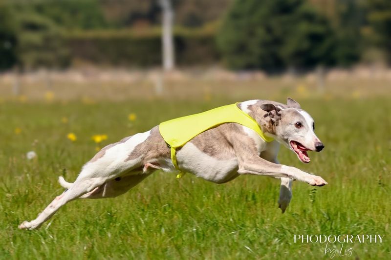 Whippet