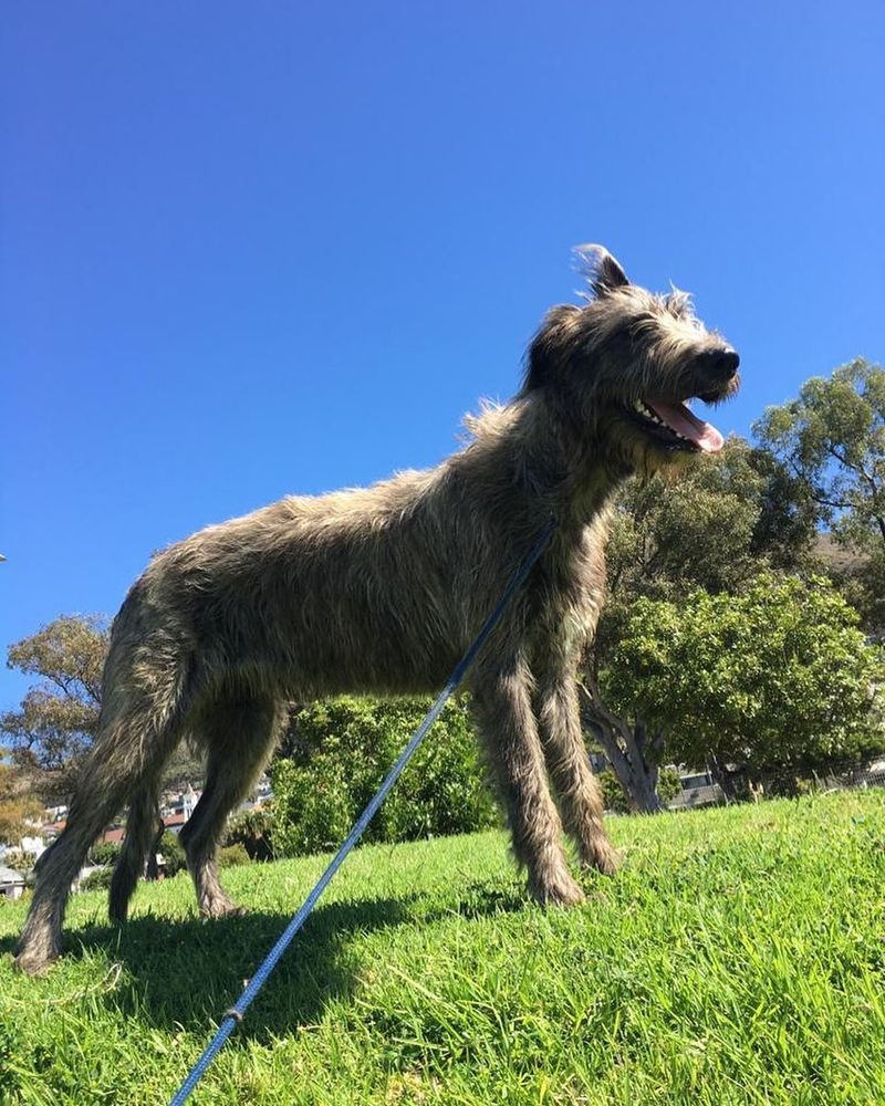 Irish Wolfhound