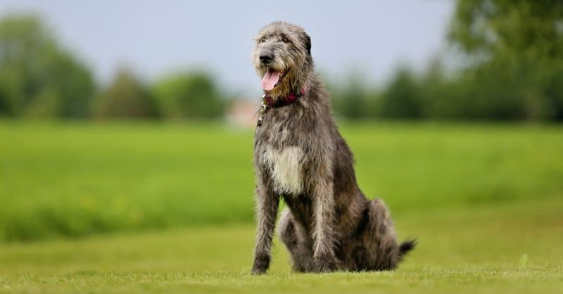 Irish Wolfhound