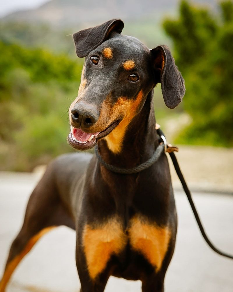 Doberman Pinscher