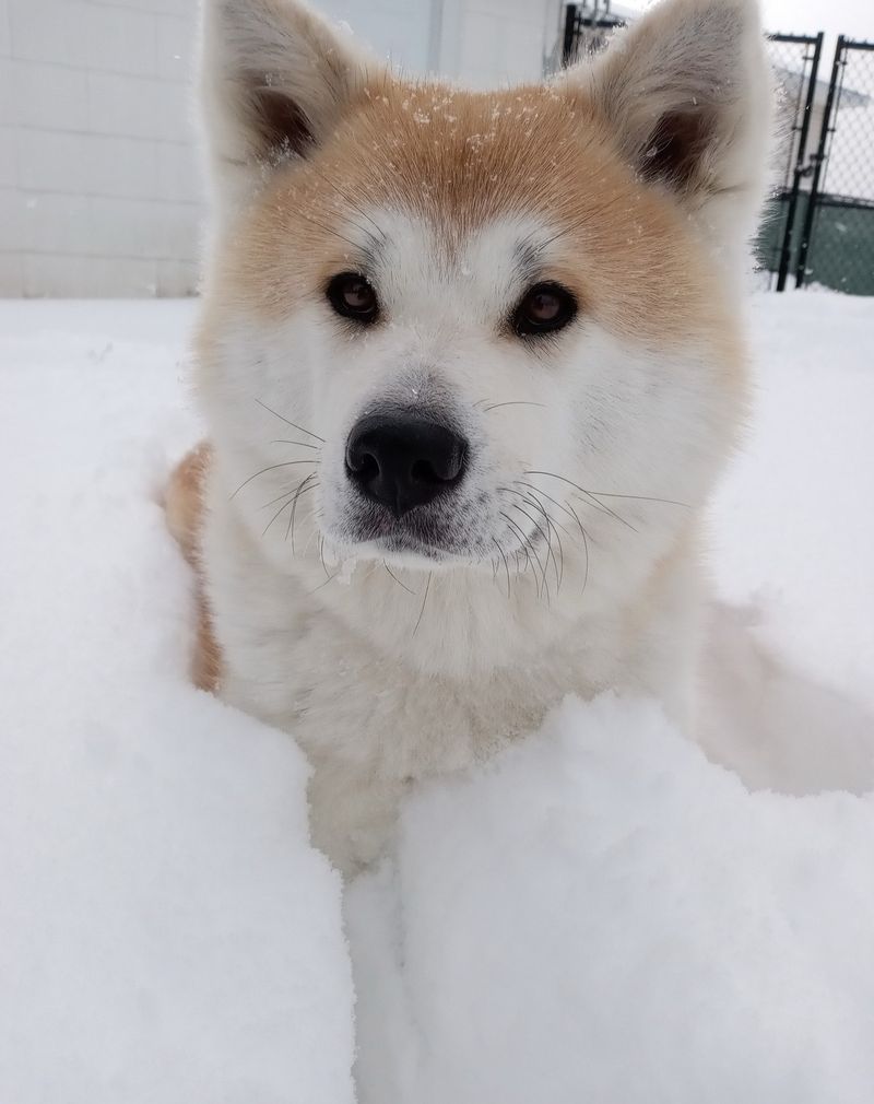 Akita Inu