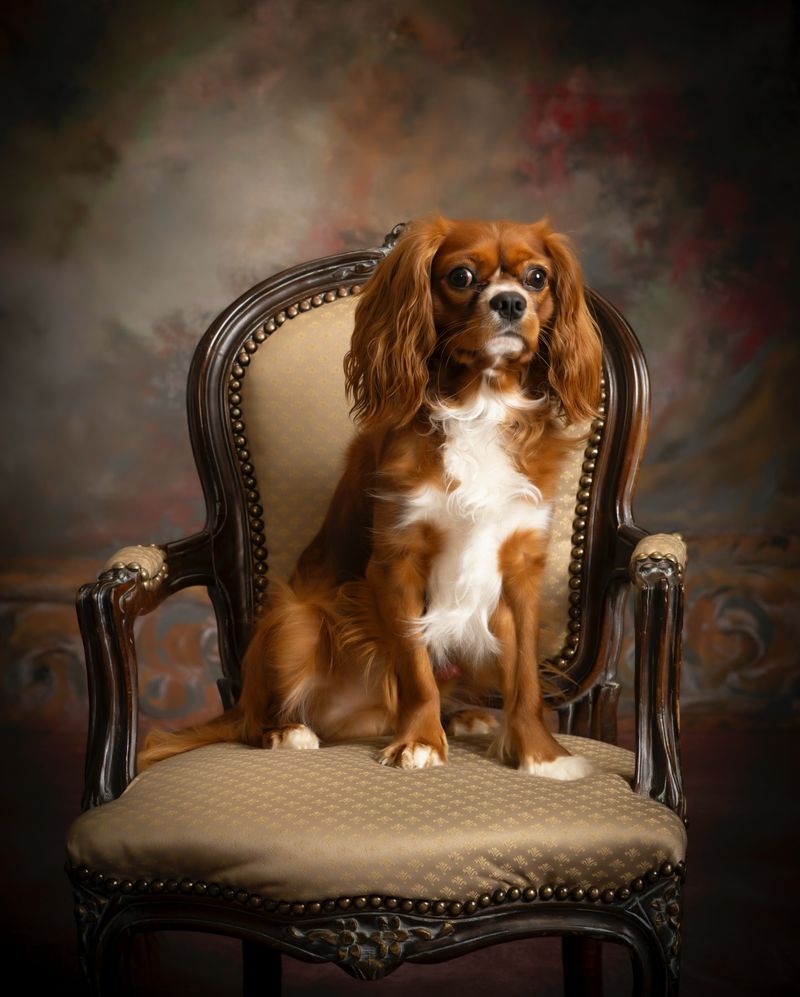 Cavalier King Charles Spaniel