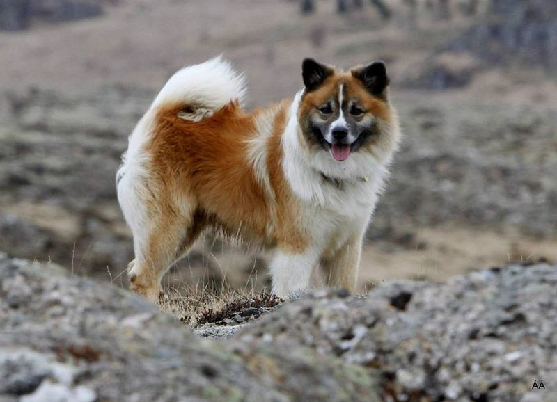 Icelandic Sheepdog