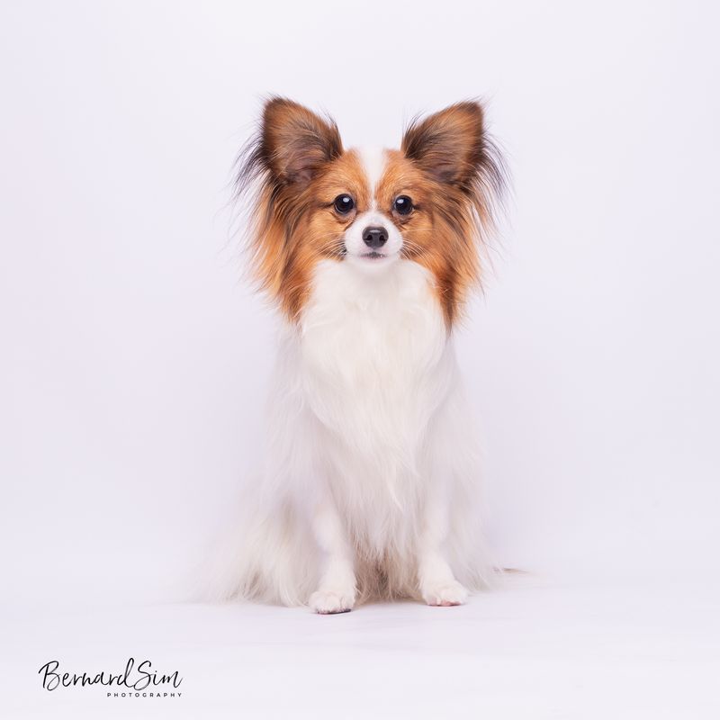 Papillon