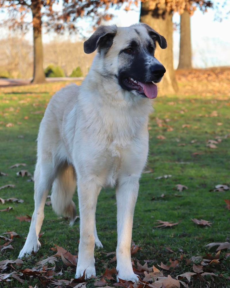 Anatolian Shepherd