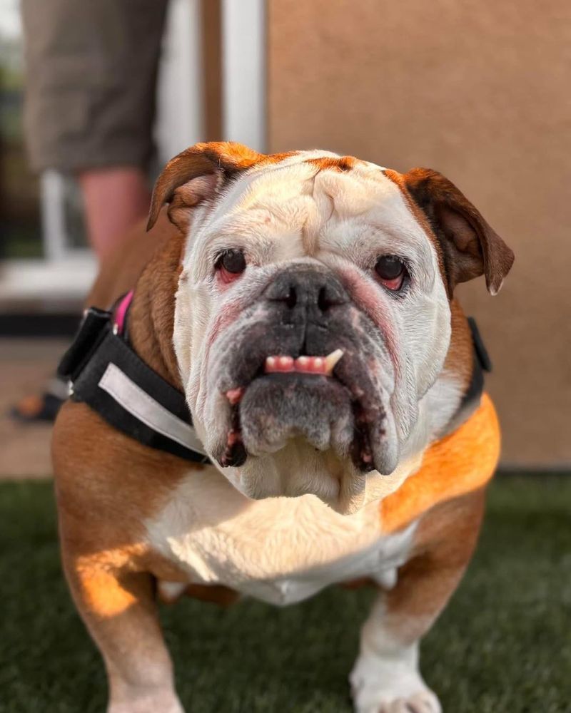 Bulldog