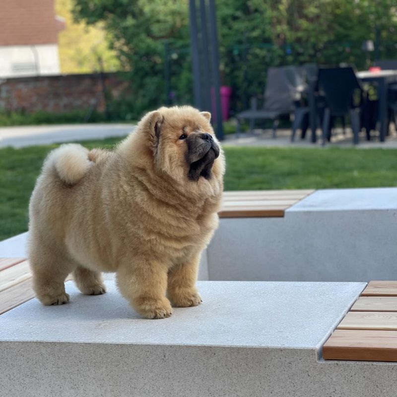 Chow Chow