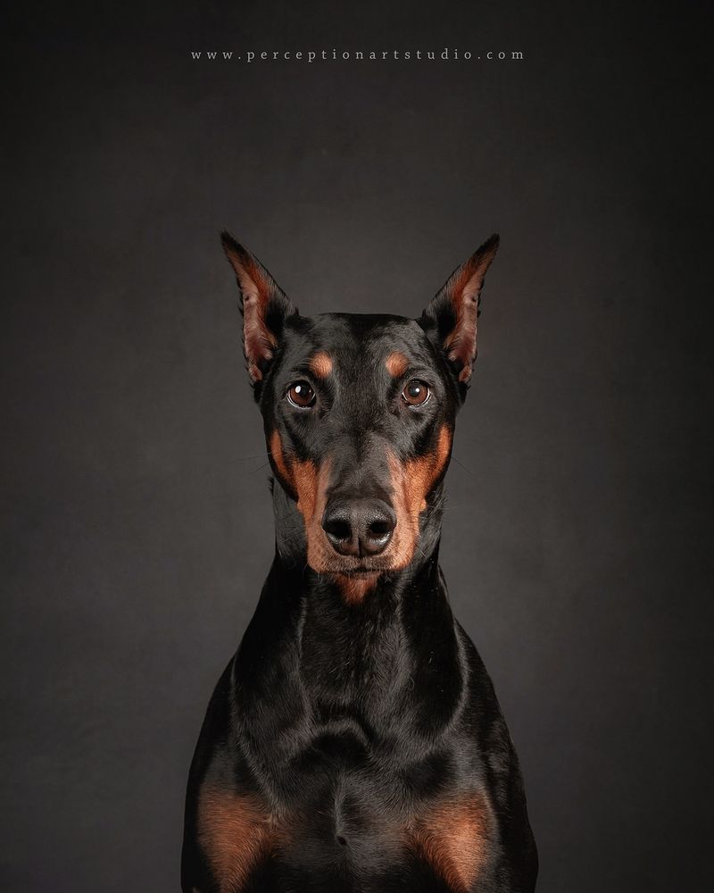Doberman Pinscher