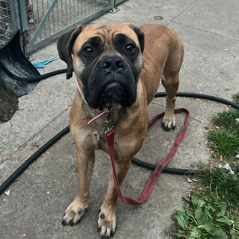 Bullmastiff