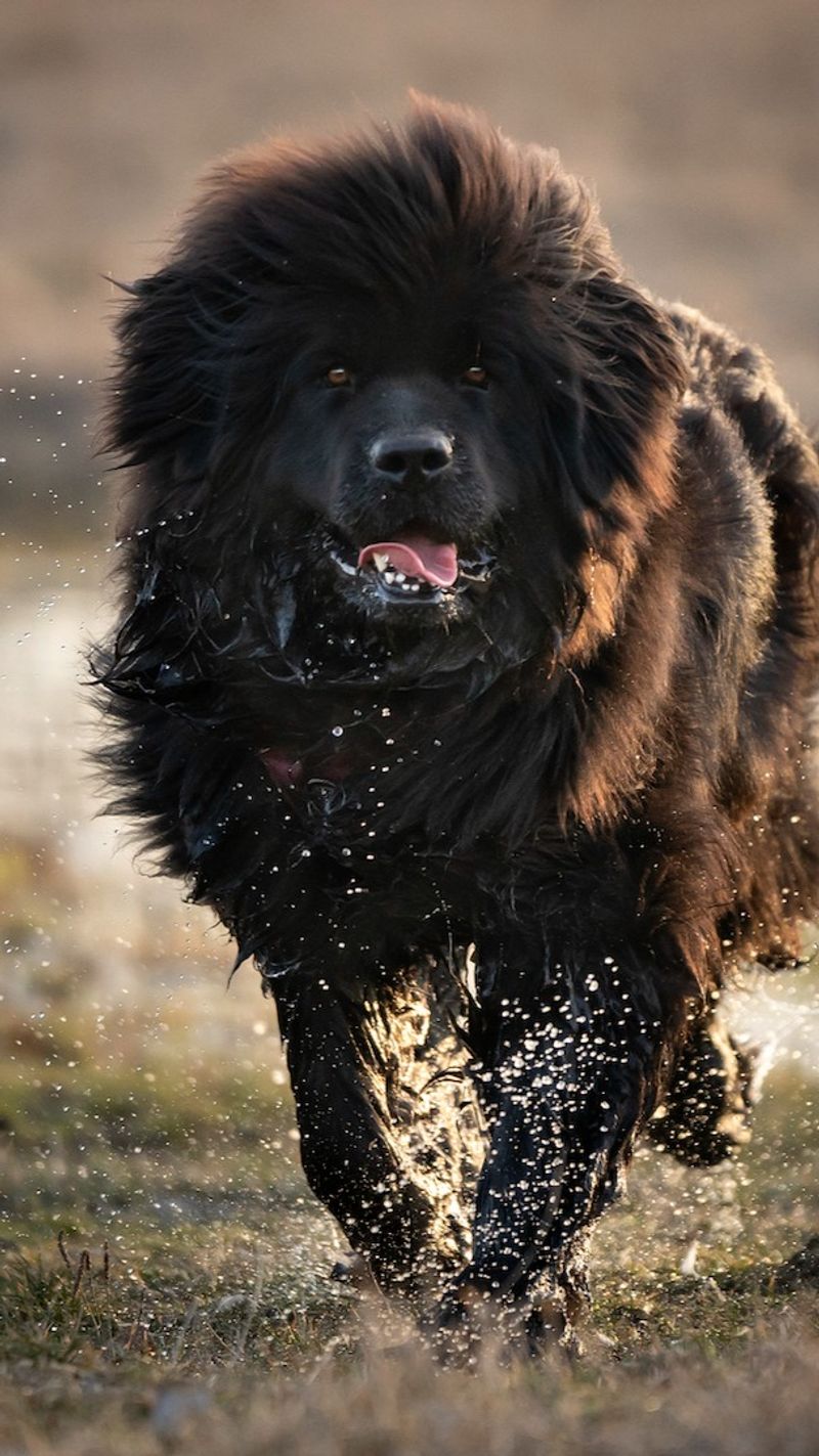 Newfoundland