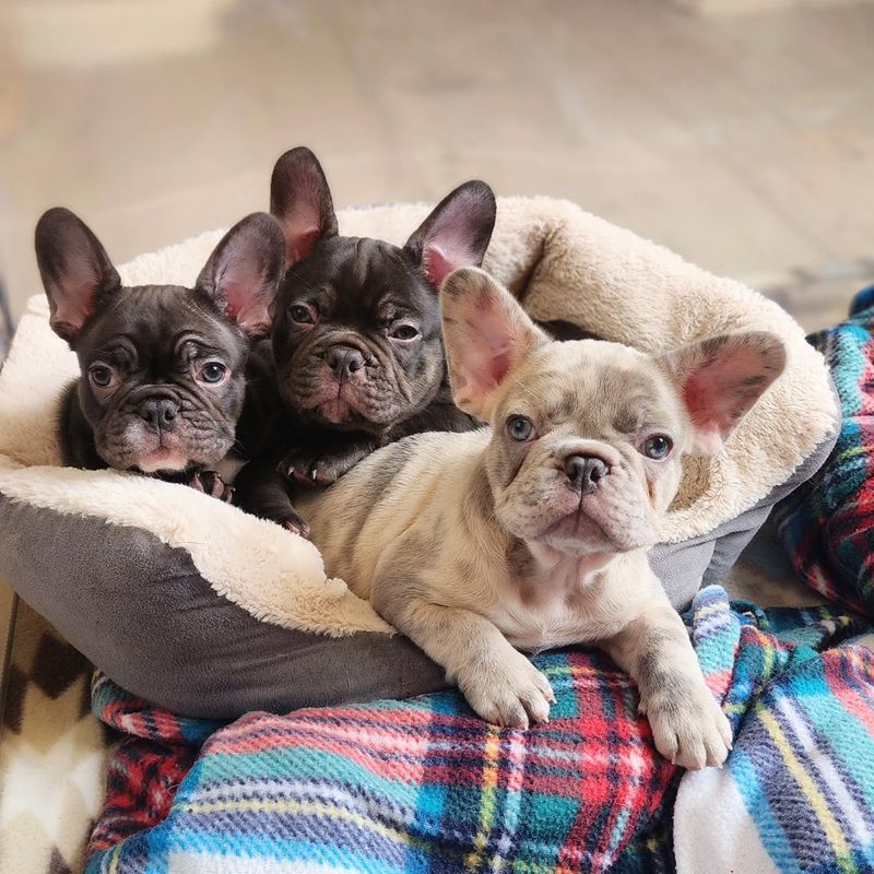 French Bulldog