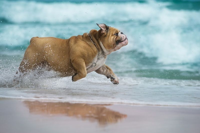 English Bulldog