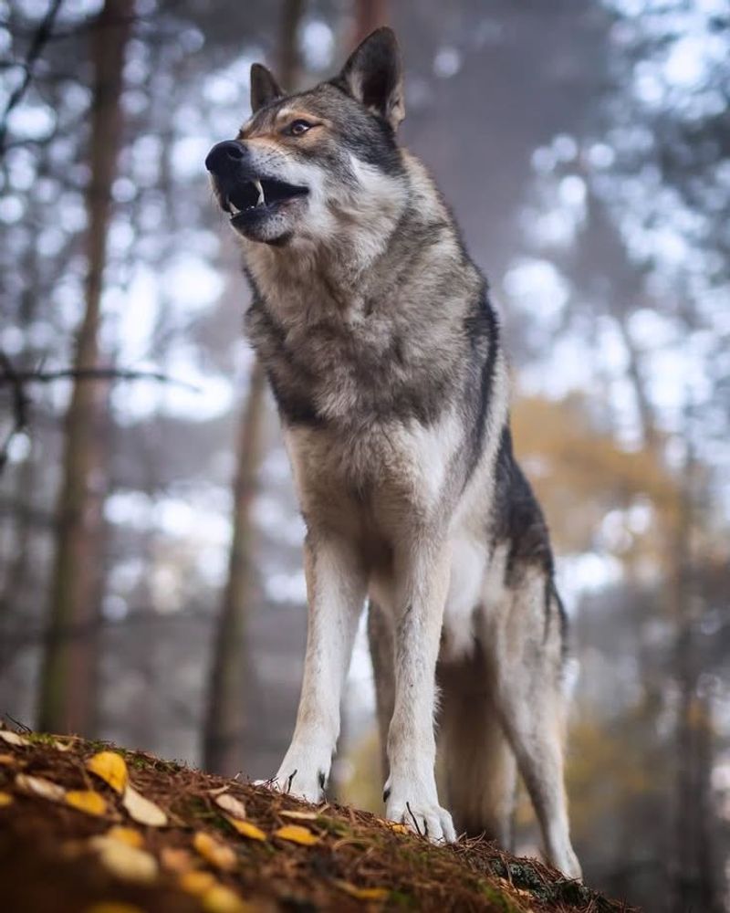 Saarloos Wolfdog