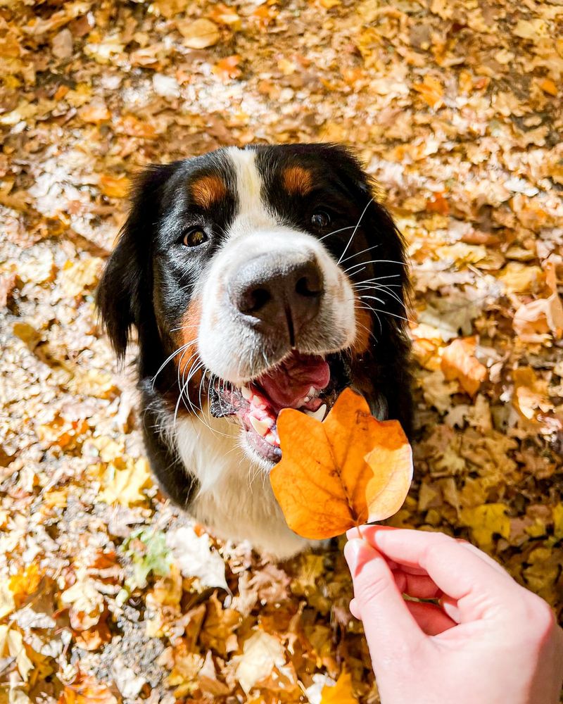Bernese Mountain Dog