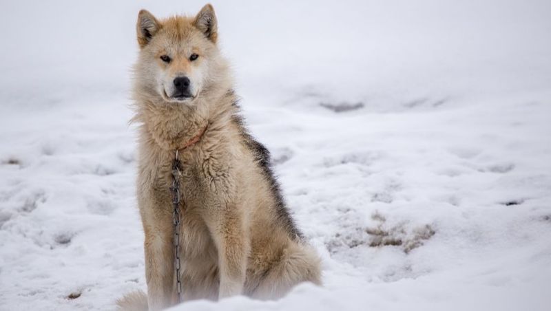 Greenland Dog