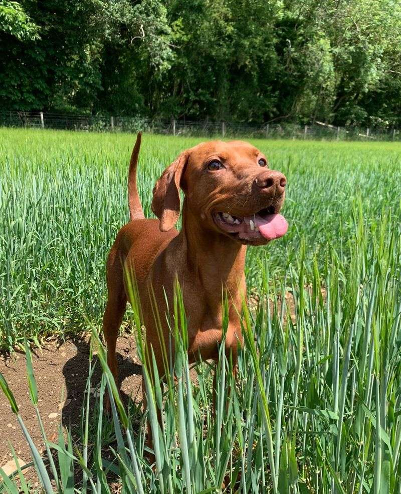 Vizsla