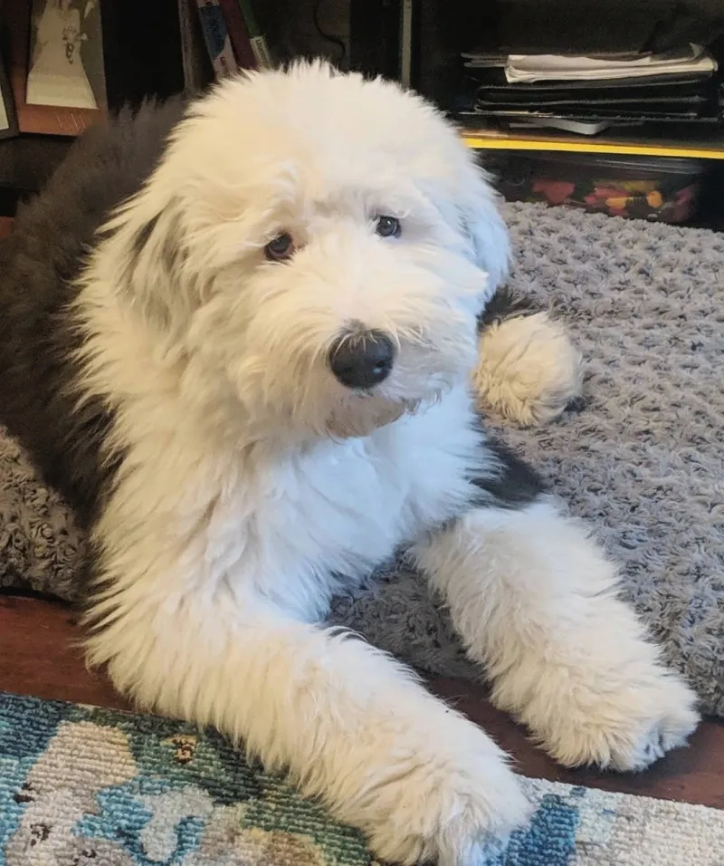 Old English Sheepdog