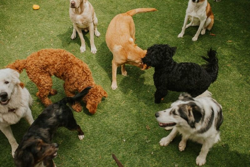 Doggy Playdates