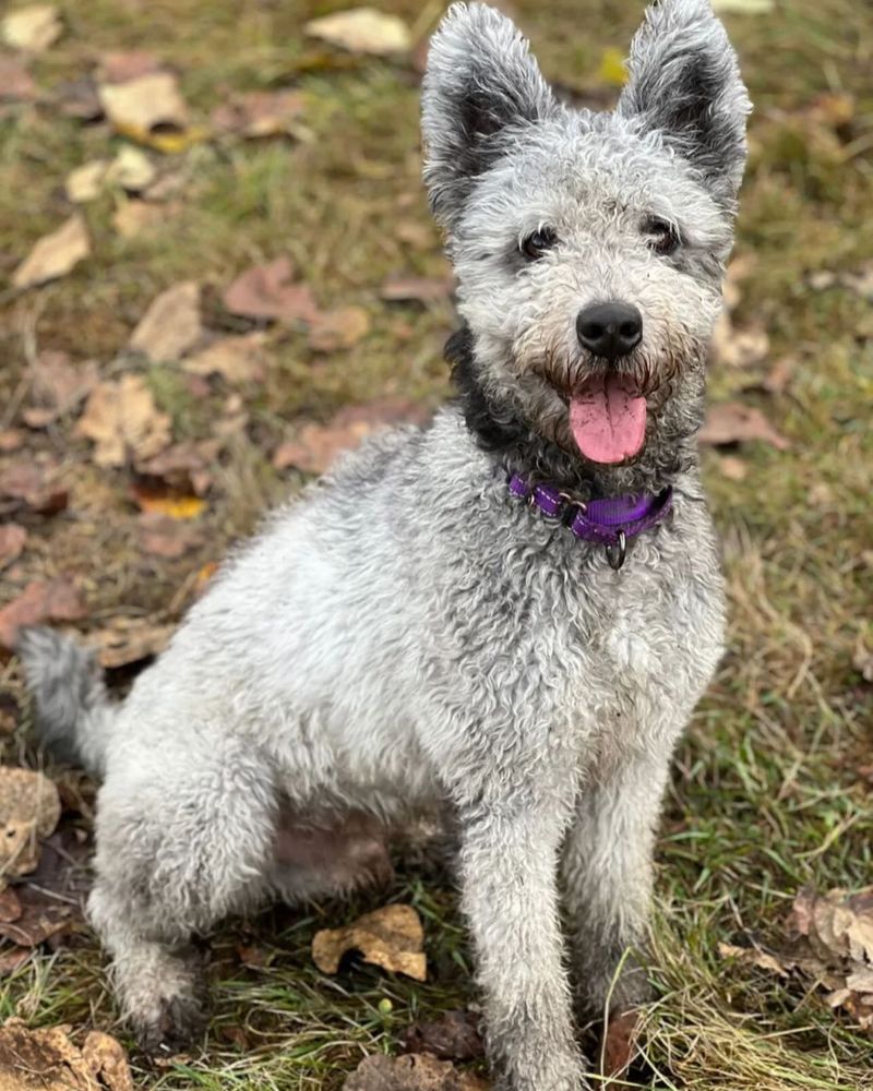 Pumi
