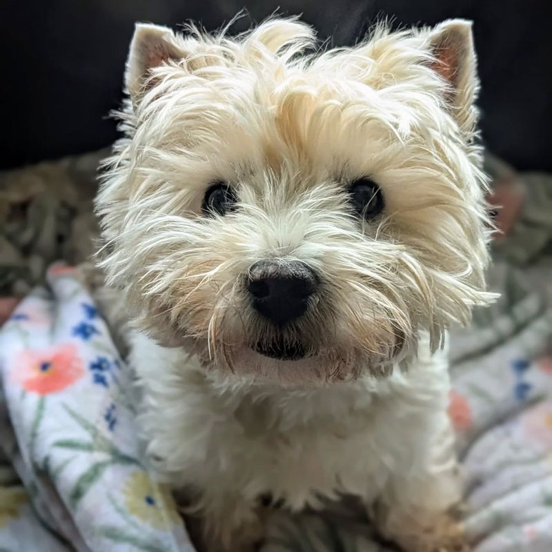 West Highland White Terrier