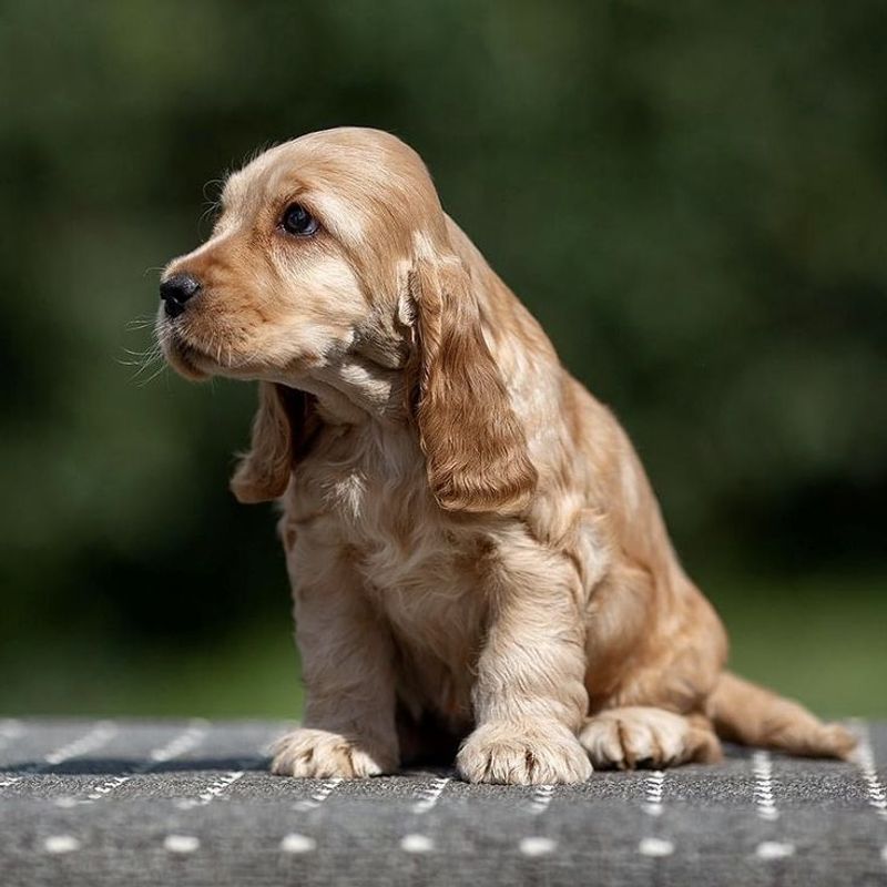 Cocker Spaniel