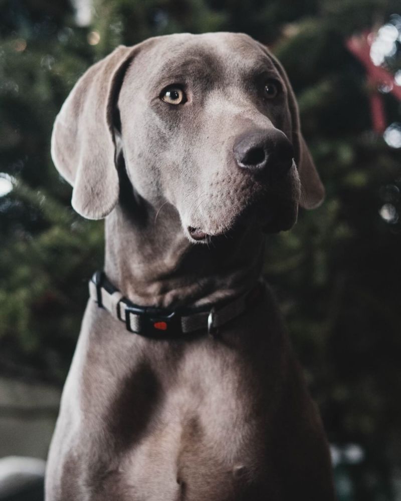 Weimaraner