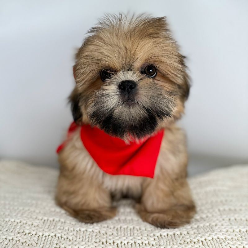 Shih Tzu