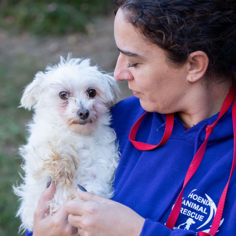Maltese