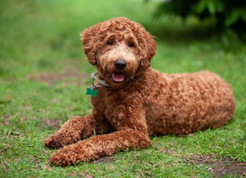 Labradoodle